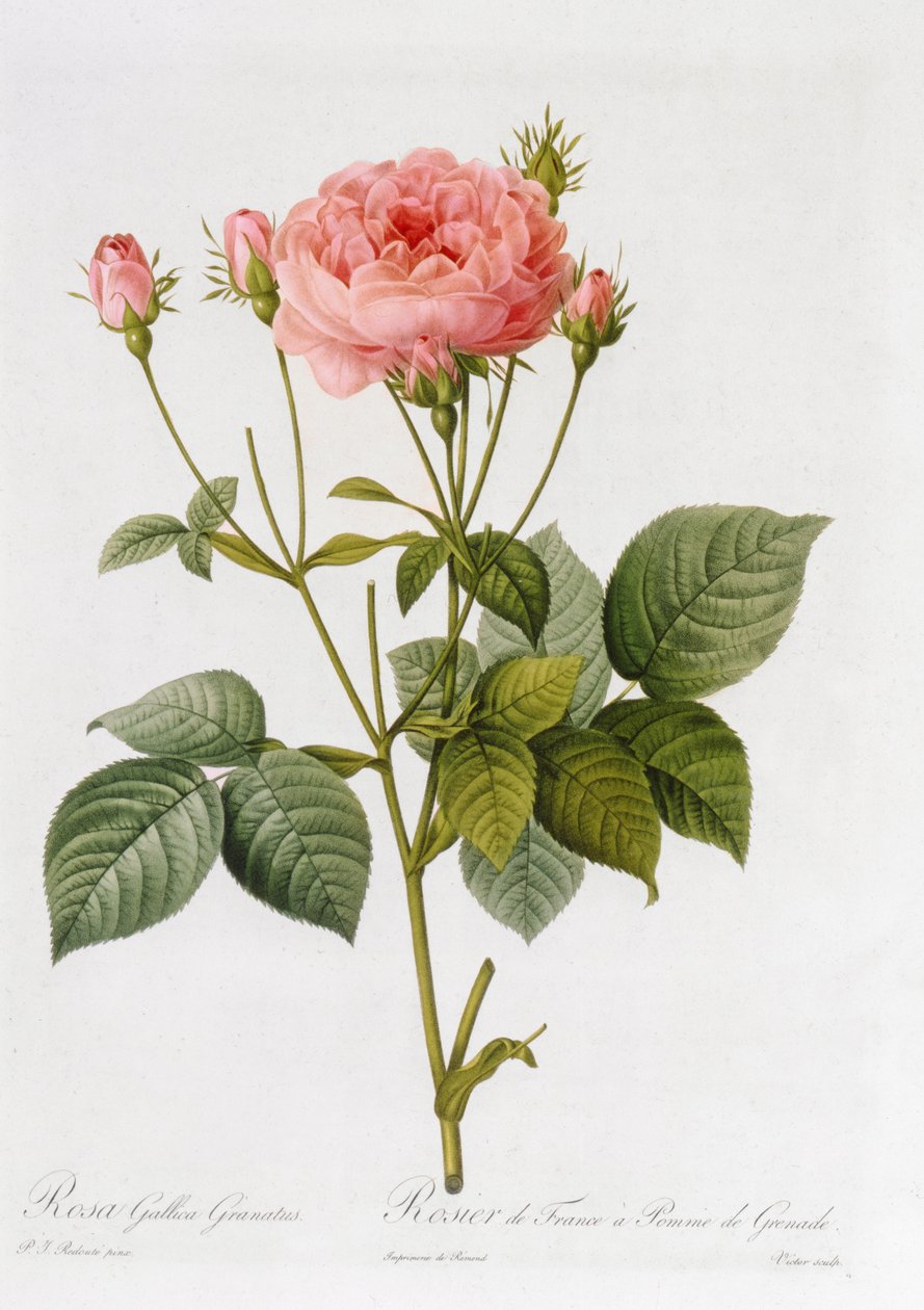 Rosa Gallica Granatus, fra 