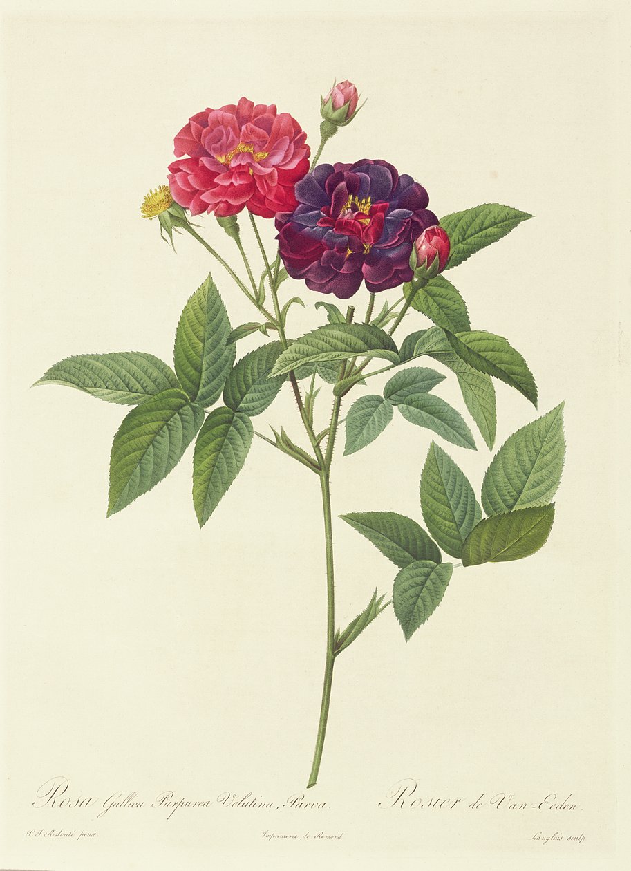 Rosa Gallica Purpurea Velutina, Parva av Pierre Joseph Redouté