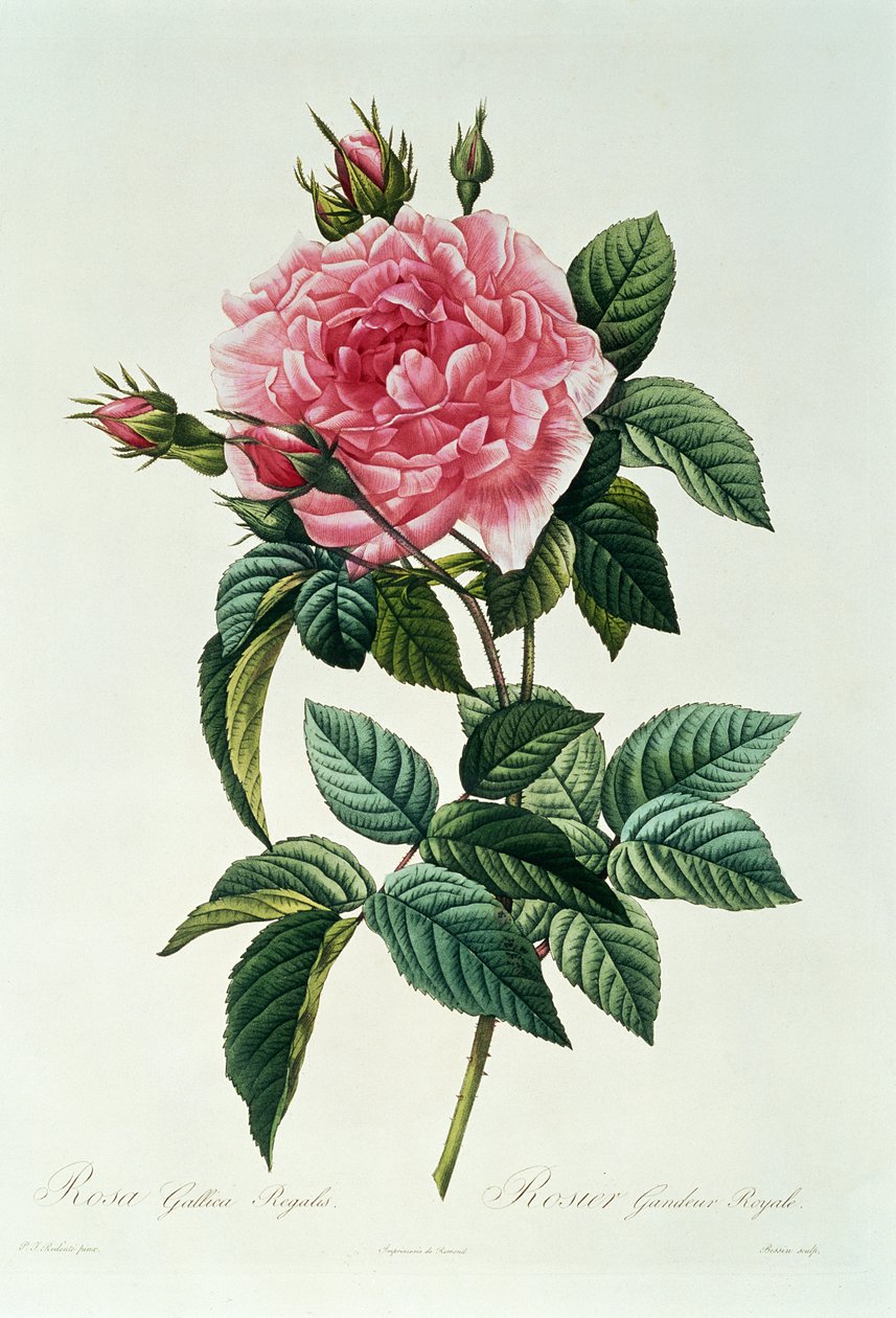 Rose av den franske kongelige av Pierre Joseph Redouté