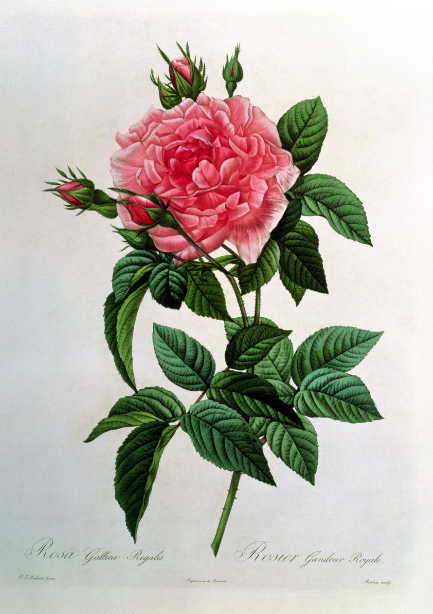 Rosa Gallica Regallis, fra 