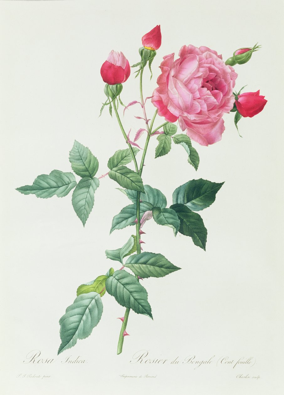 Rosa Indica av Pierre Joseph Redouté