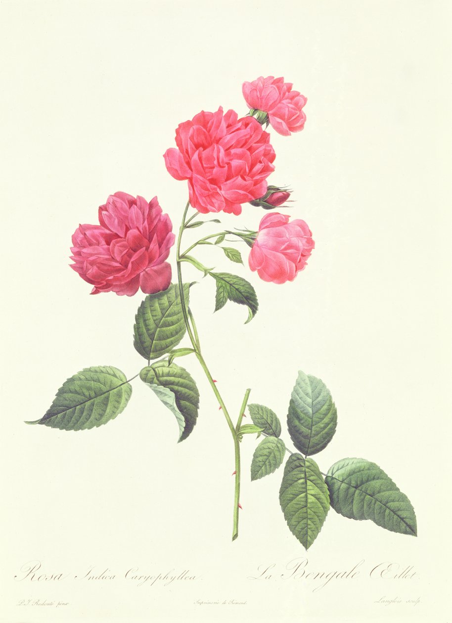 Rosa Indica Caryophyllea av Pierre Joseph Redouté