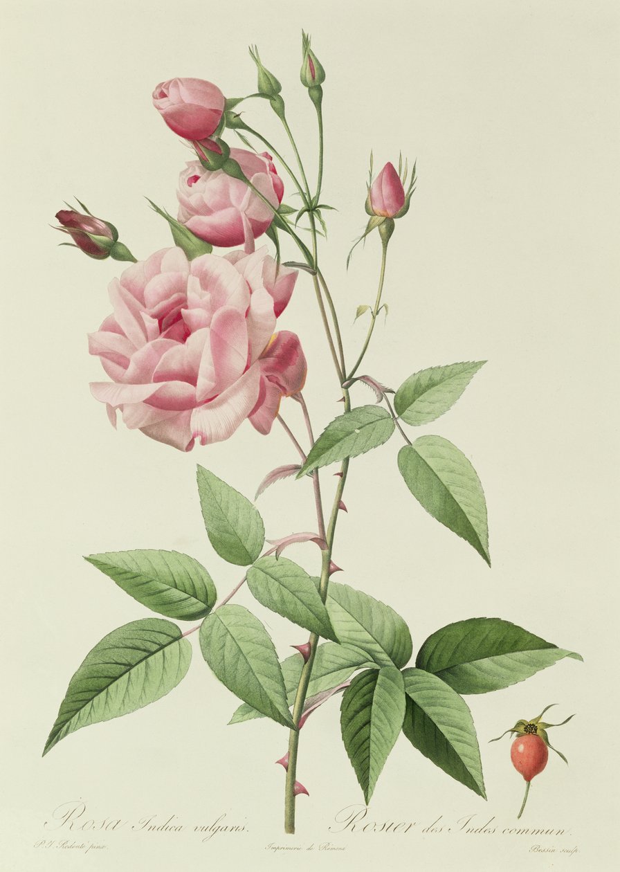 Rosa Indica Vulgaris av Pierre Joseph Redouté