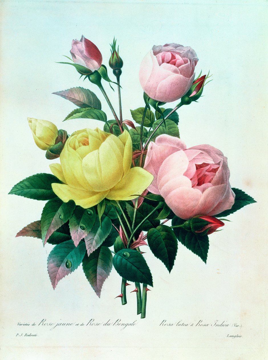 Rosa Lutea og Rosa Indica, fra 