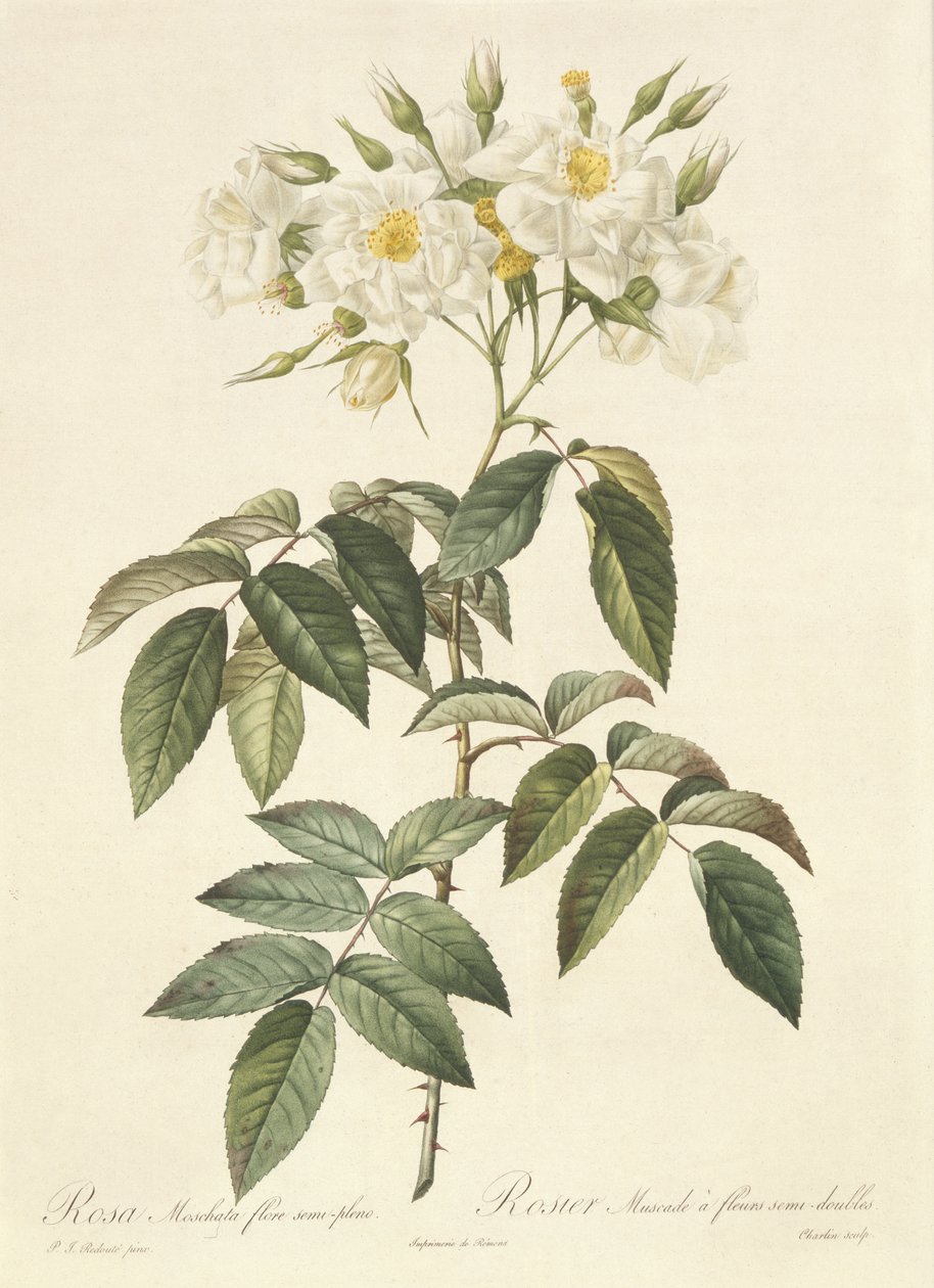 Rosa Moschata Flora Semi-Pleno av Pierre Joseph Redouté