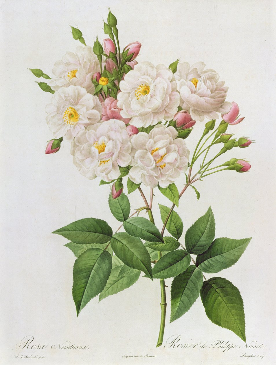 Rosa Noisettiana, fra Les Roses