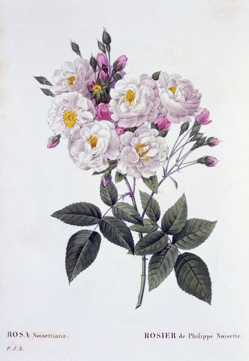 Rosa Noisettiana, utgitt 1824-26 (stippgravering) av Pierre Joseph Redouté