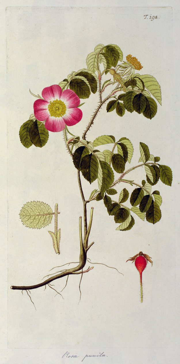 Rosa Pumila, fra 
