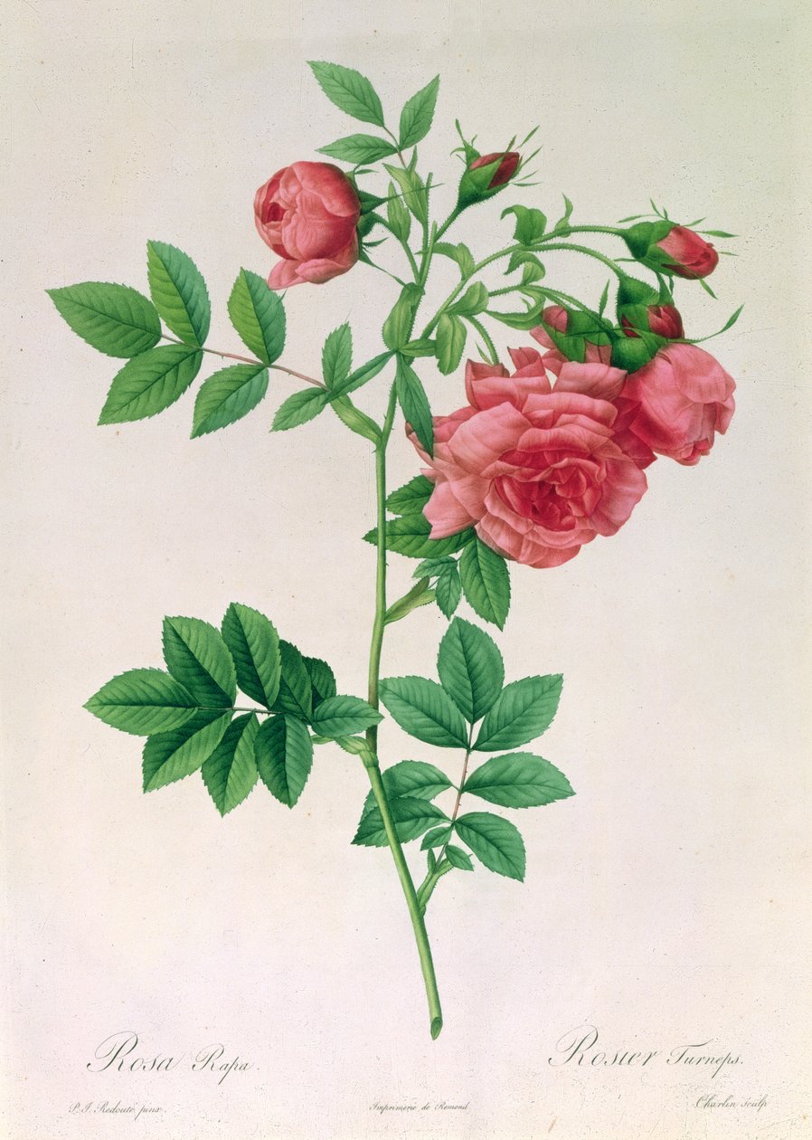 Rosa kålrot av Pierre Joseph Redouté