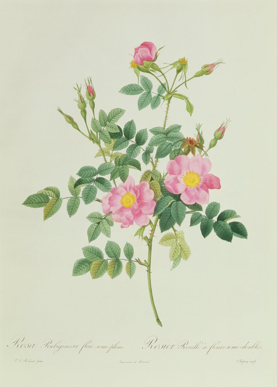 Rosa Rubiginosa semi-full blomst av Pierre Joseph Redouté