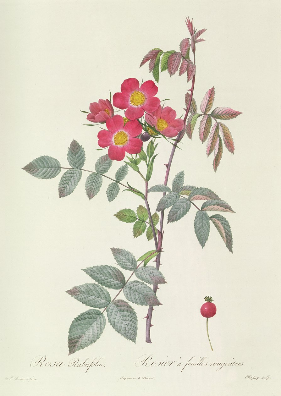 Rosa Rubrifolia av Pierre Joseph Redouté