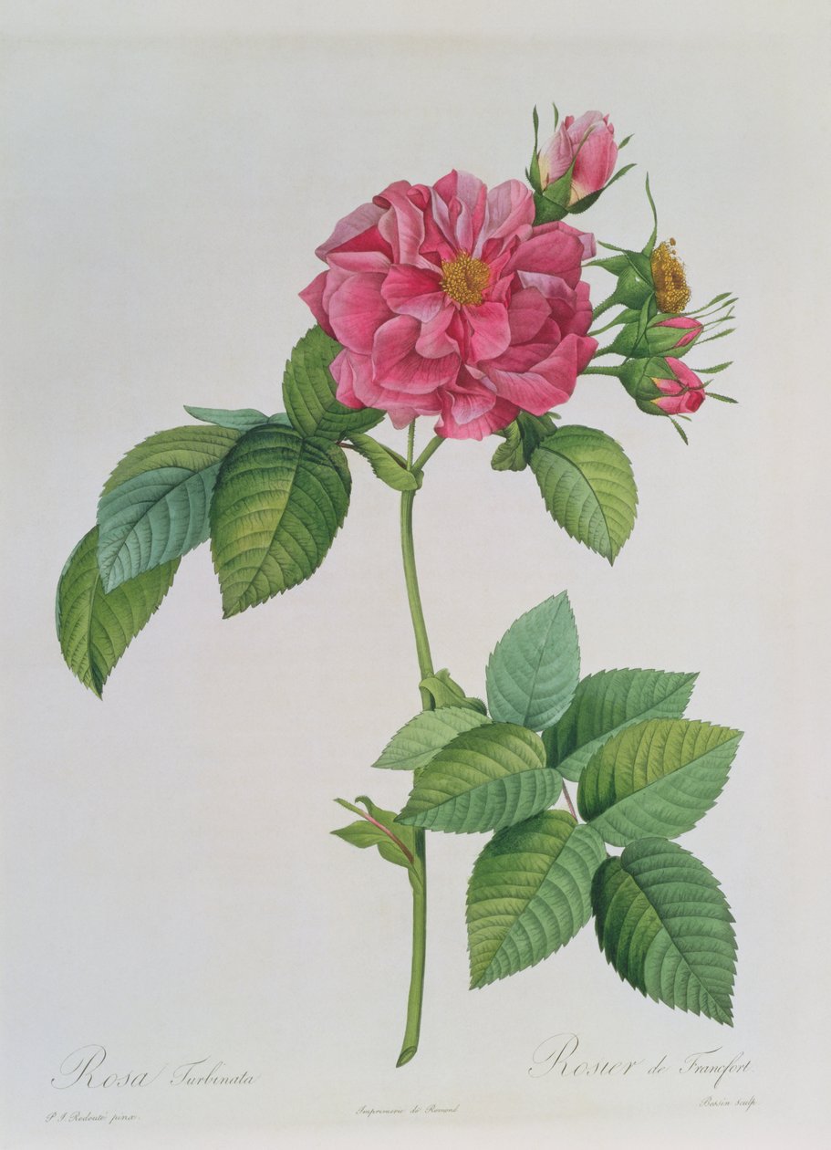 Rosa Turbinata, fra Les Roses