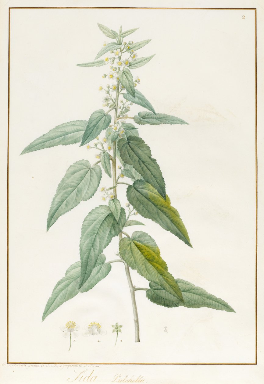 Sida Pulchella (grafitt og wc på vellum) av Pierre Joseph Redouté