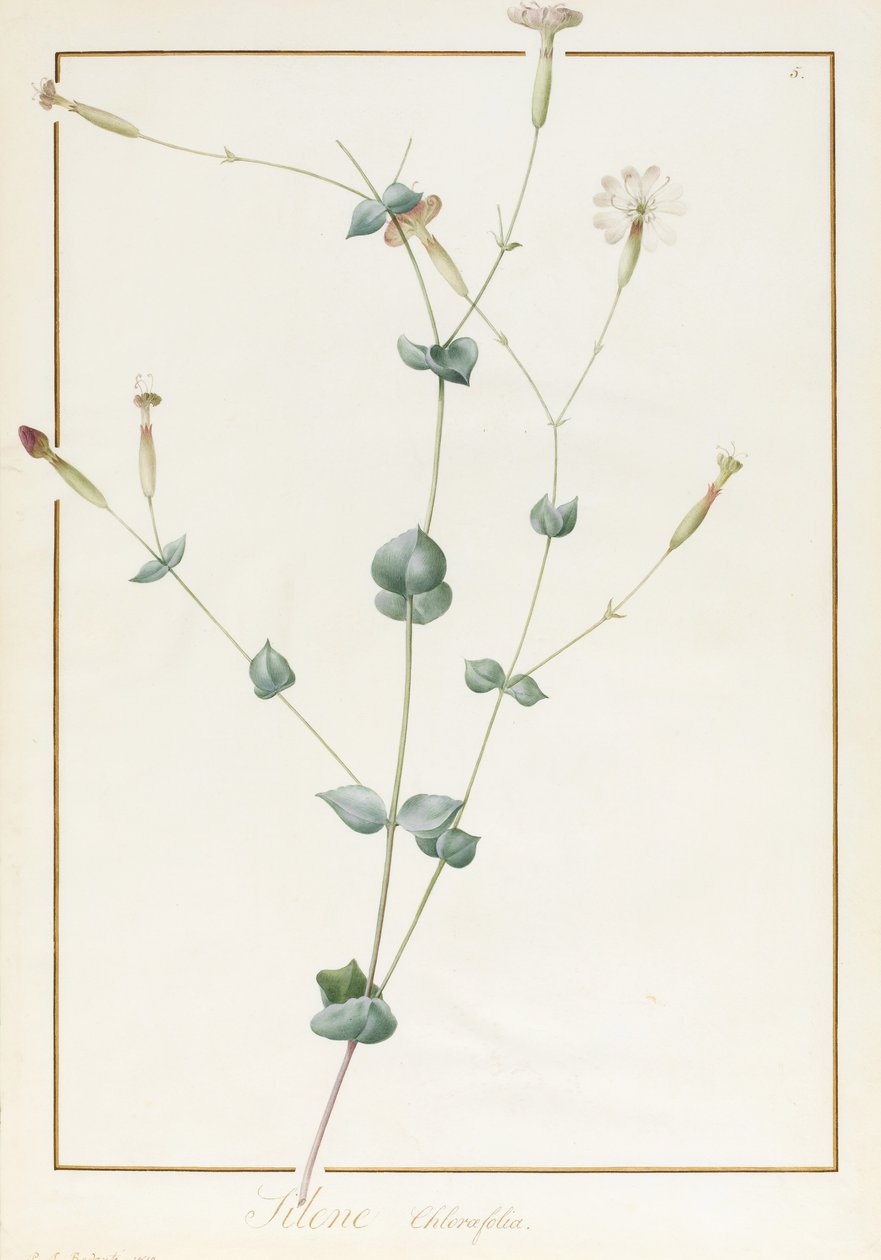 Silene Chloraefolia, 1810 (wc og kroppsfarge over grafitt på vellum) av Pierre Joseph Redouté