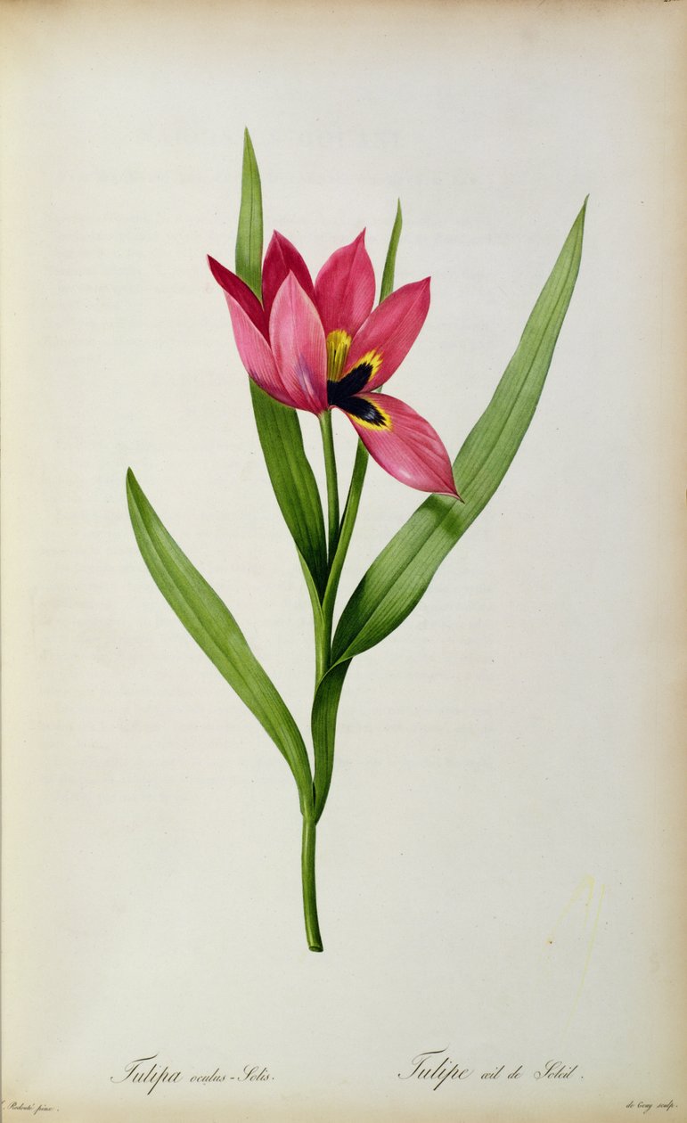 Tulip-eye of the sun, fra 