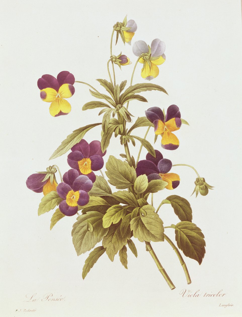 Viola Tricolor (fargegravering) av Pierre Joseph Redouté