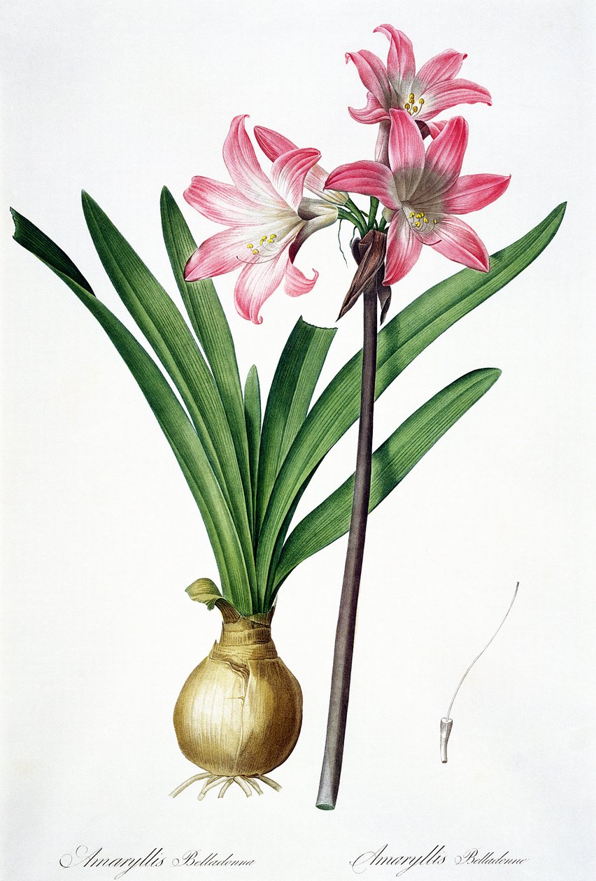 Amaryllis Belladonna, fra 