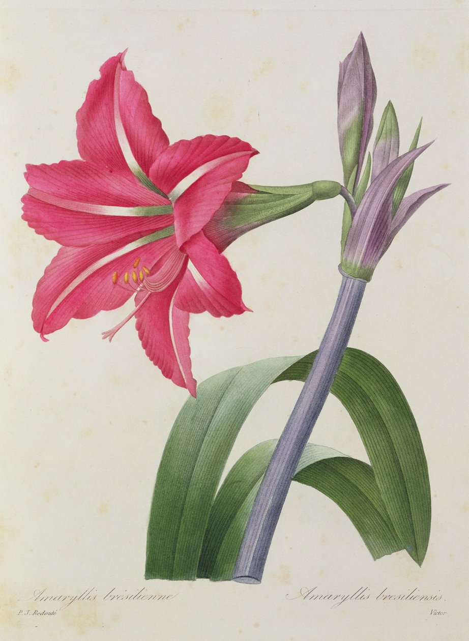 Amaryllis bresiliensis (brasiliansk amaryllis), gravert av Victor, fra 