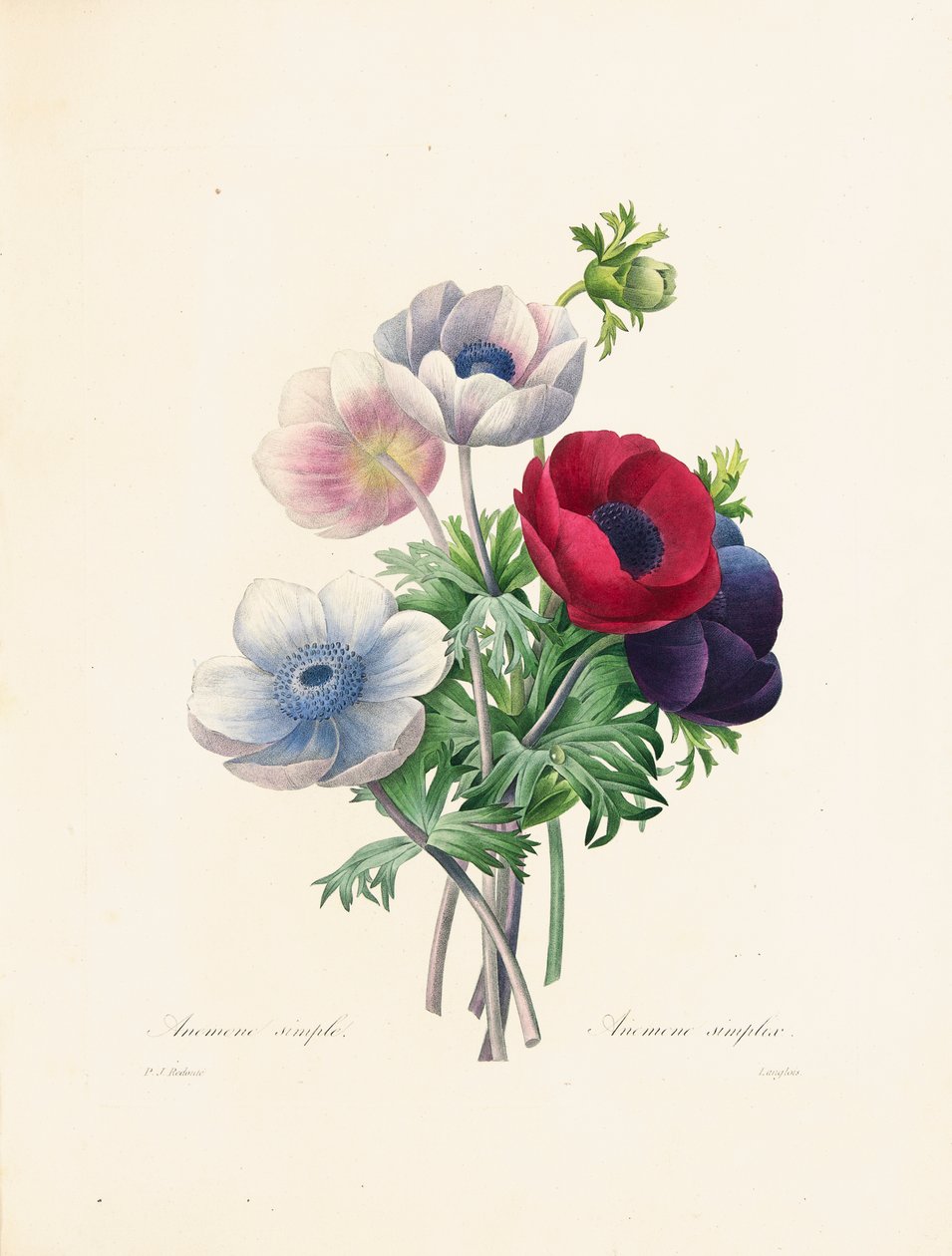 Anemone, gravert av Langlois, fra 