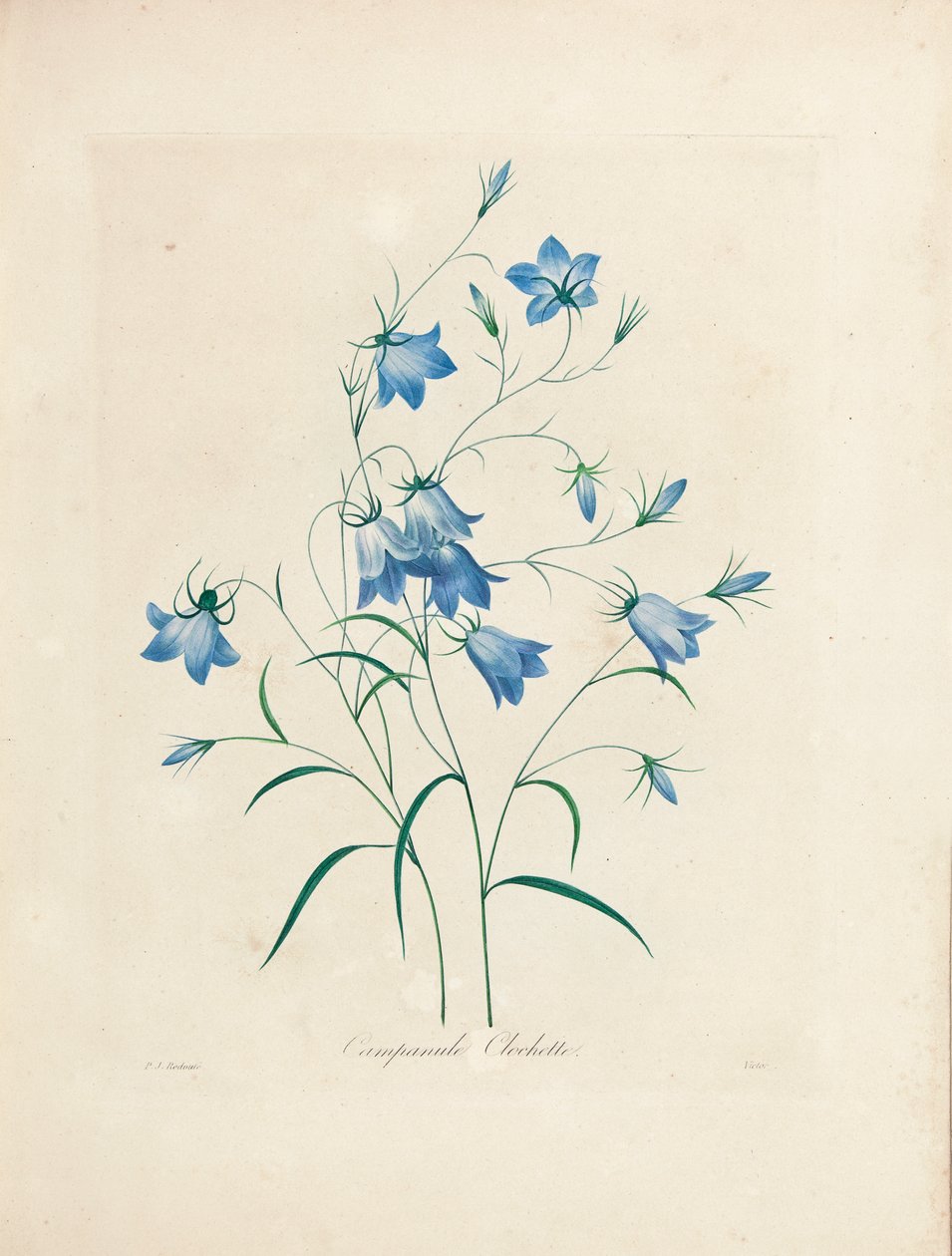 Blåklokker, fra "Valg av de vakreste blomstene og de vakreste fruktene", 1827-33 av Pierre Joseph Redouté