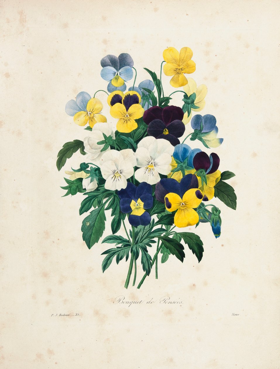Bukett med stemorsblomster, gravert av Victor, fra 