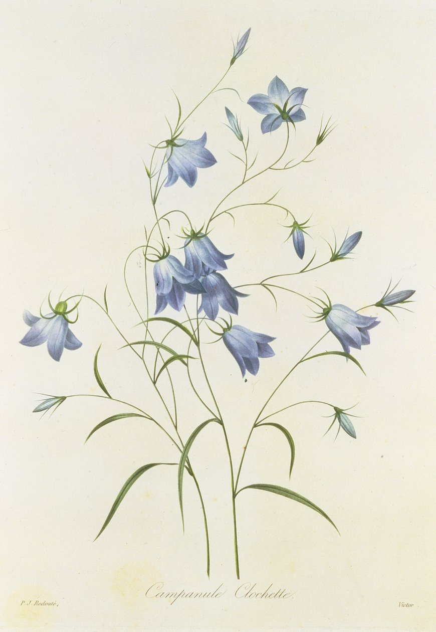 Campanula, gravert av Victor, fra 'Choice of the Beautiful Flowers', 1827-33 av Pierre Joseph Redouté