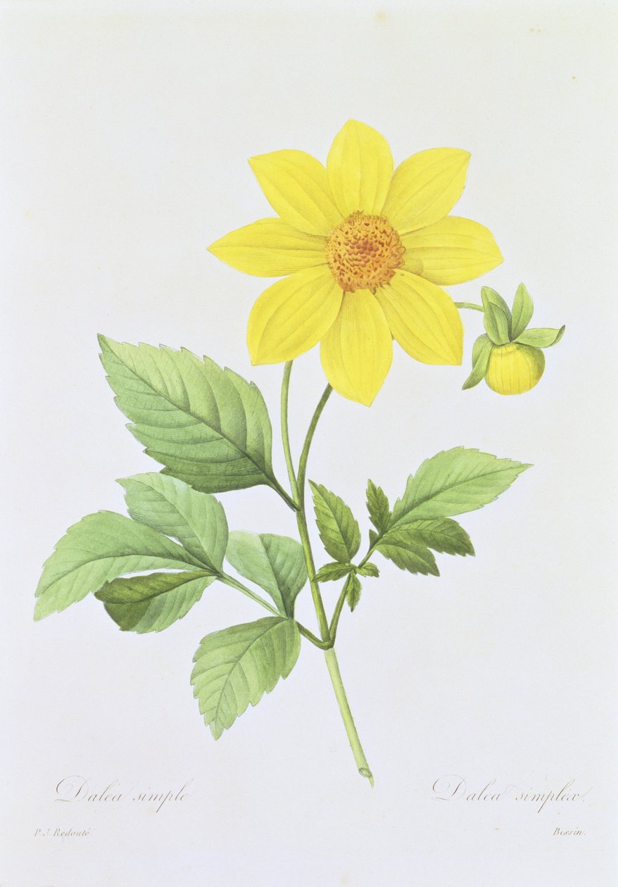 Dalea simplex, gravert av Bessin, fra 'Choice of the Most Beautiful Flowers', 1827-33 av Pierre Joseph Redouté