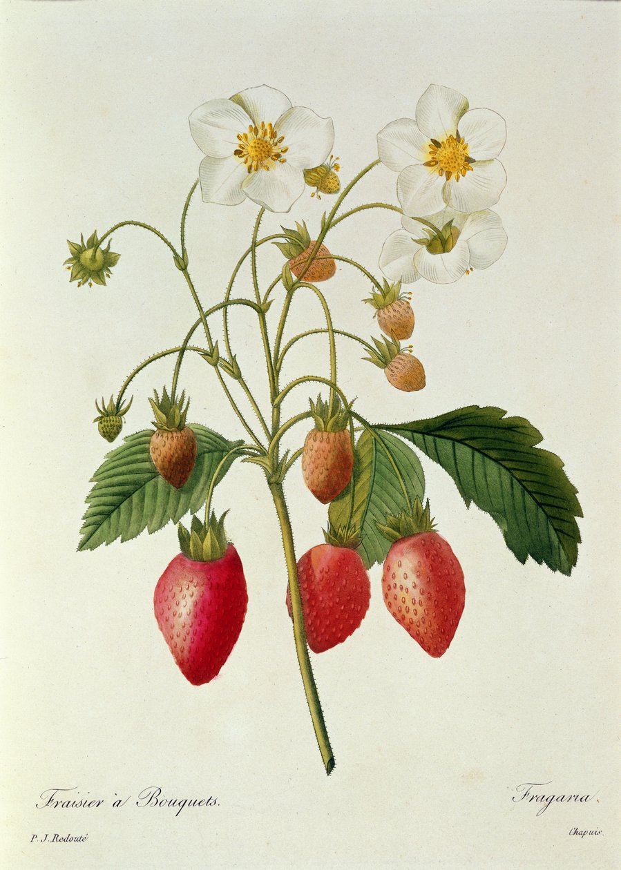 Fragaria (jordbær), gravert av Chapuis, fra 