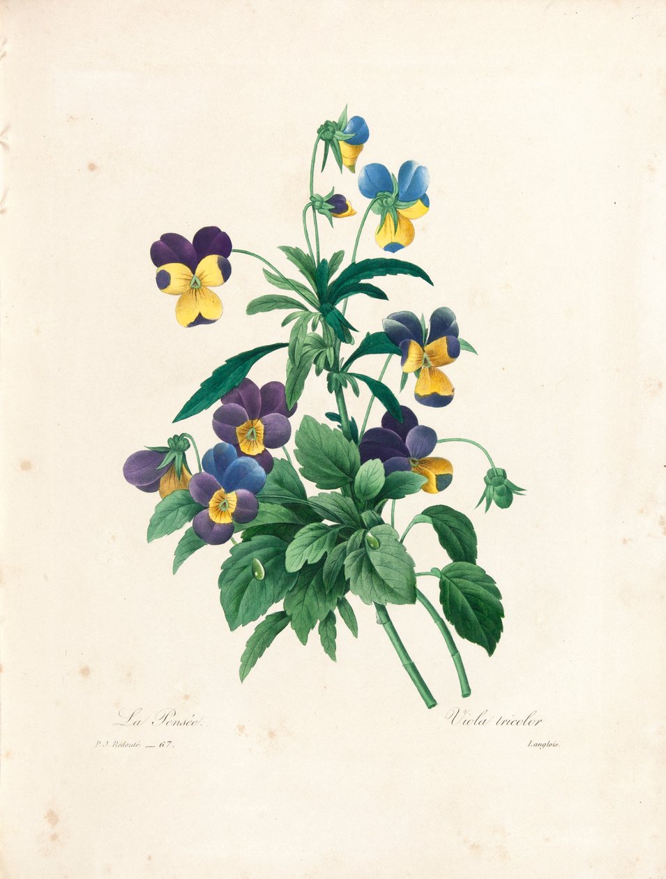 Stemorsblomst, gravert av Langlois, fra 