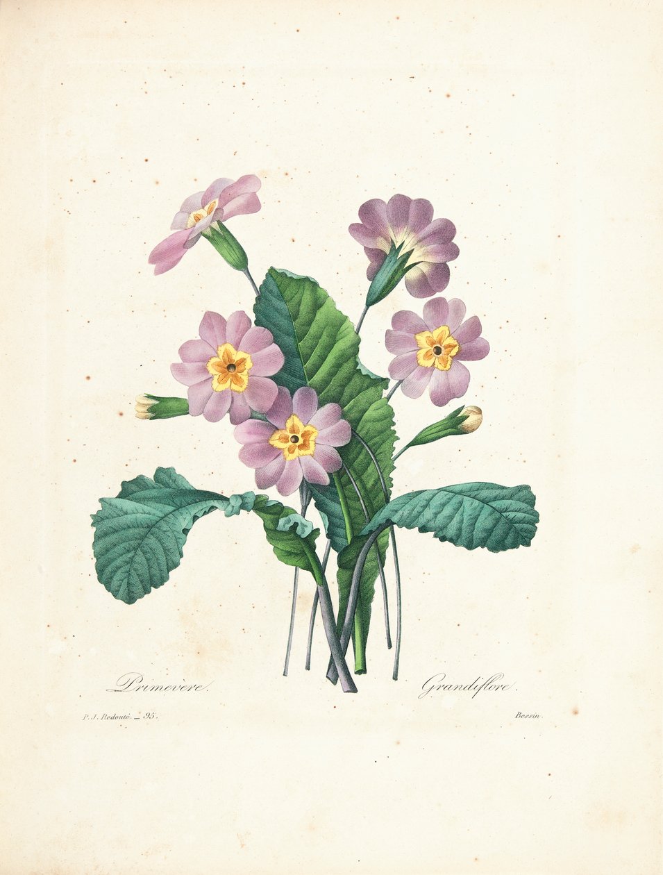 Primrose, gravert av Bessin, fra 'Choice of the Most Beautiful Flowers and the Most Beautiful Fruits', Vol. II, 1827-33 av Pierre Joseph Redouté