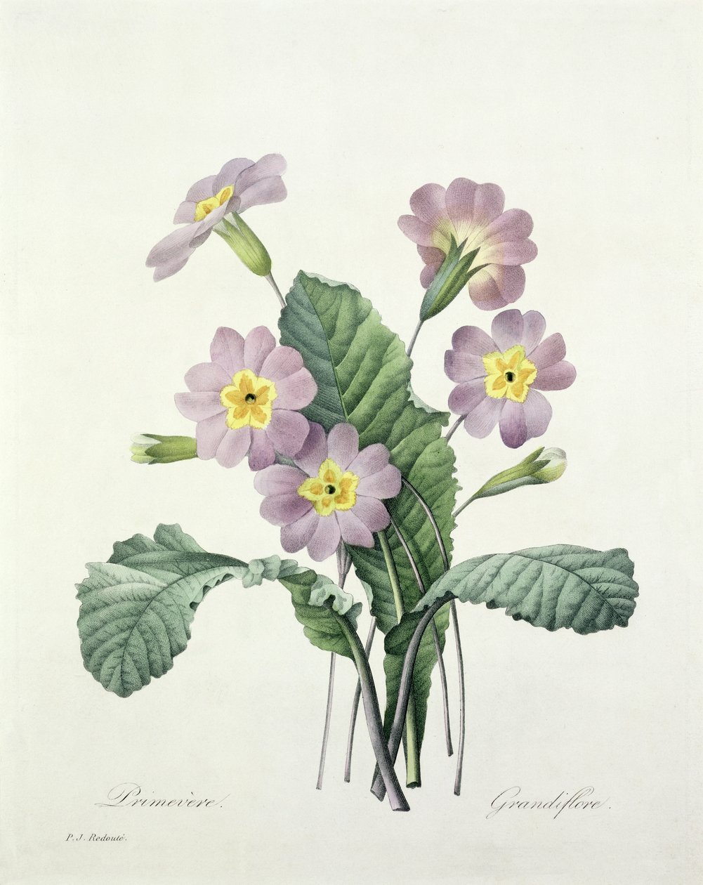 Primula (Primrose), gravert av Bessin, fra 