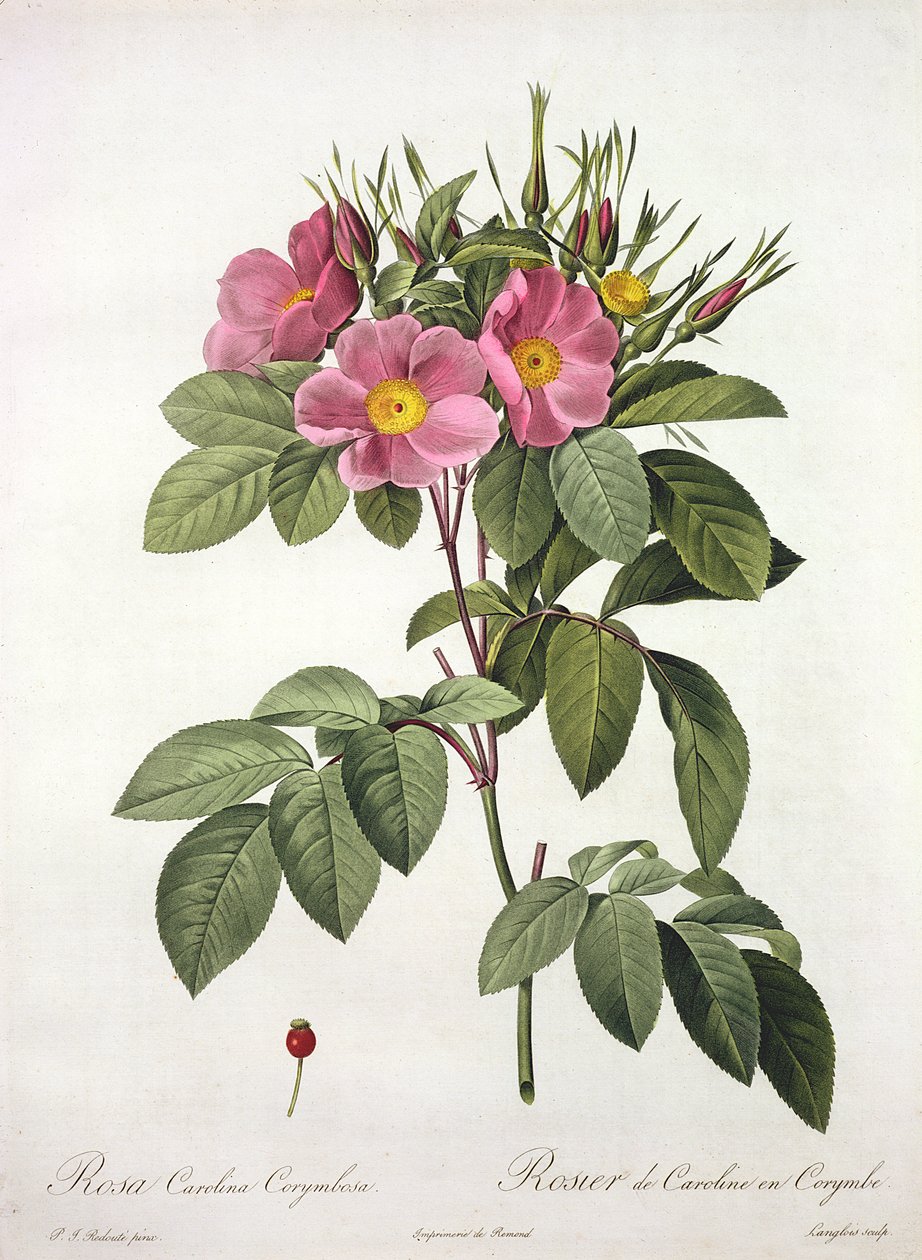 Rosa Carolina Corymbosa, gravert av Langlois, fra 