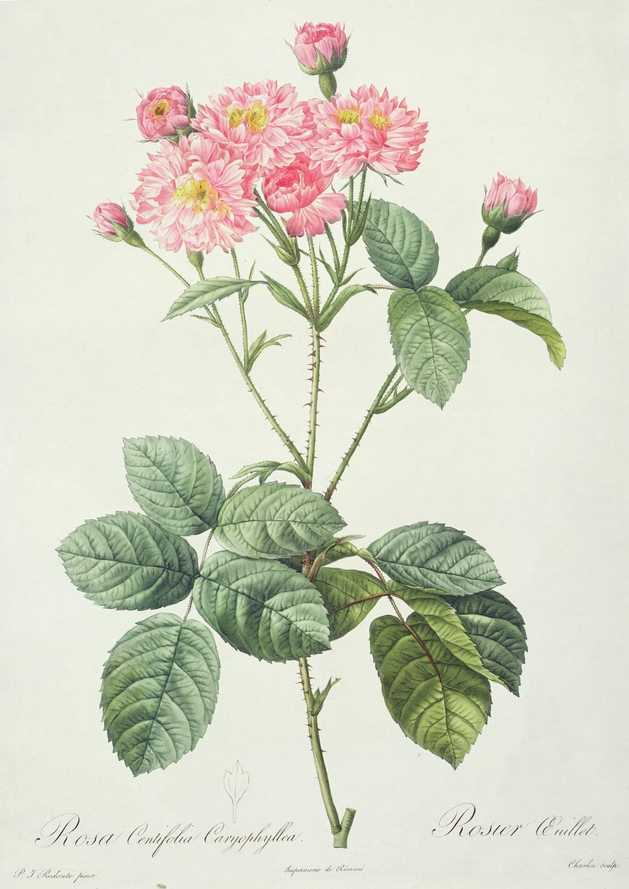 Rosa Centifolia Caryophyllea, gravert av Charlin, utgitt av Remond av Pierre Joseph Redouté