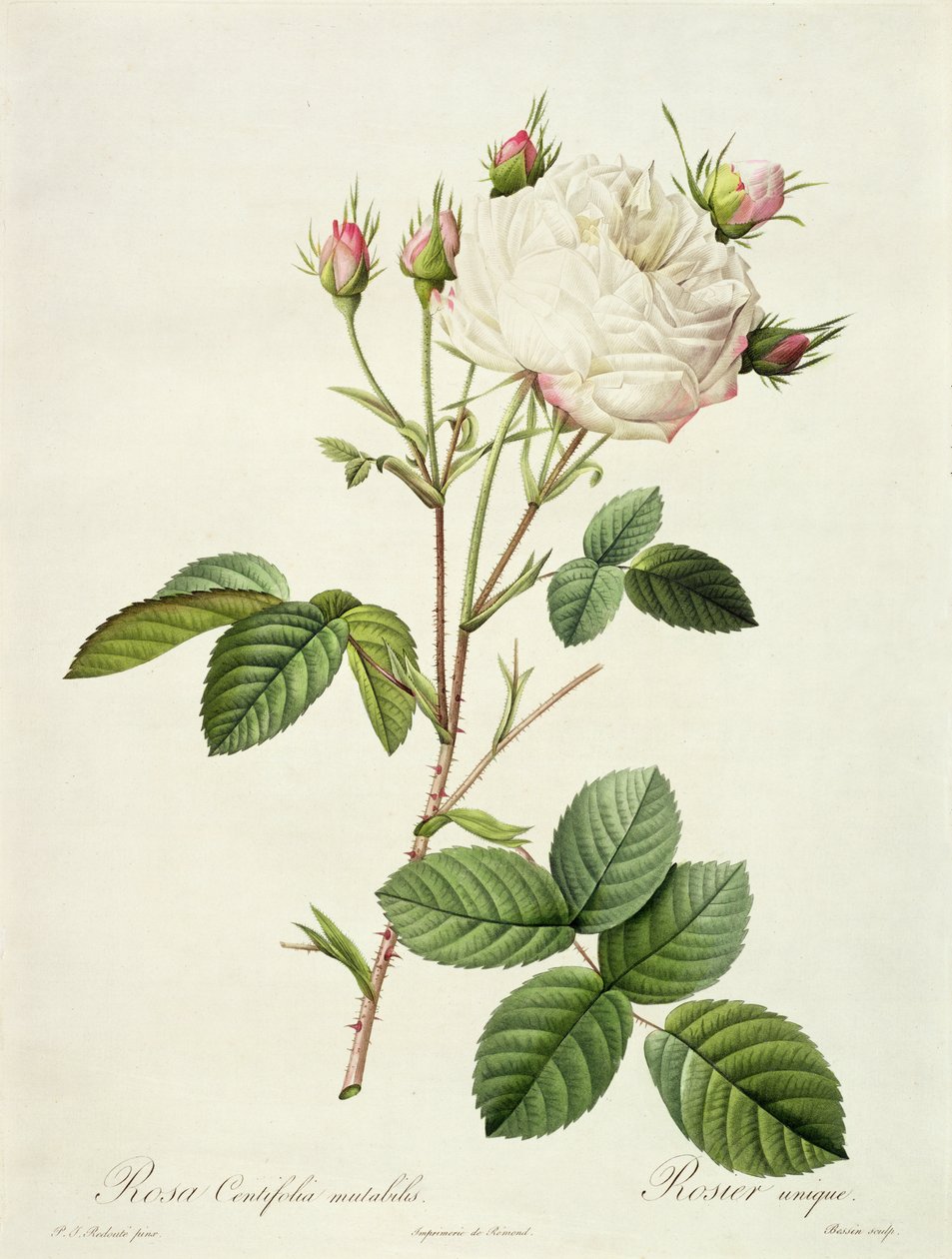 Rosa Centifolia Mutabilis, gravert av Bessin, utgitt av Remond av Pierre Joseph Redouté