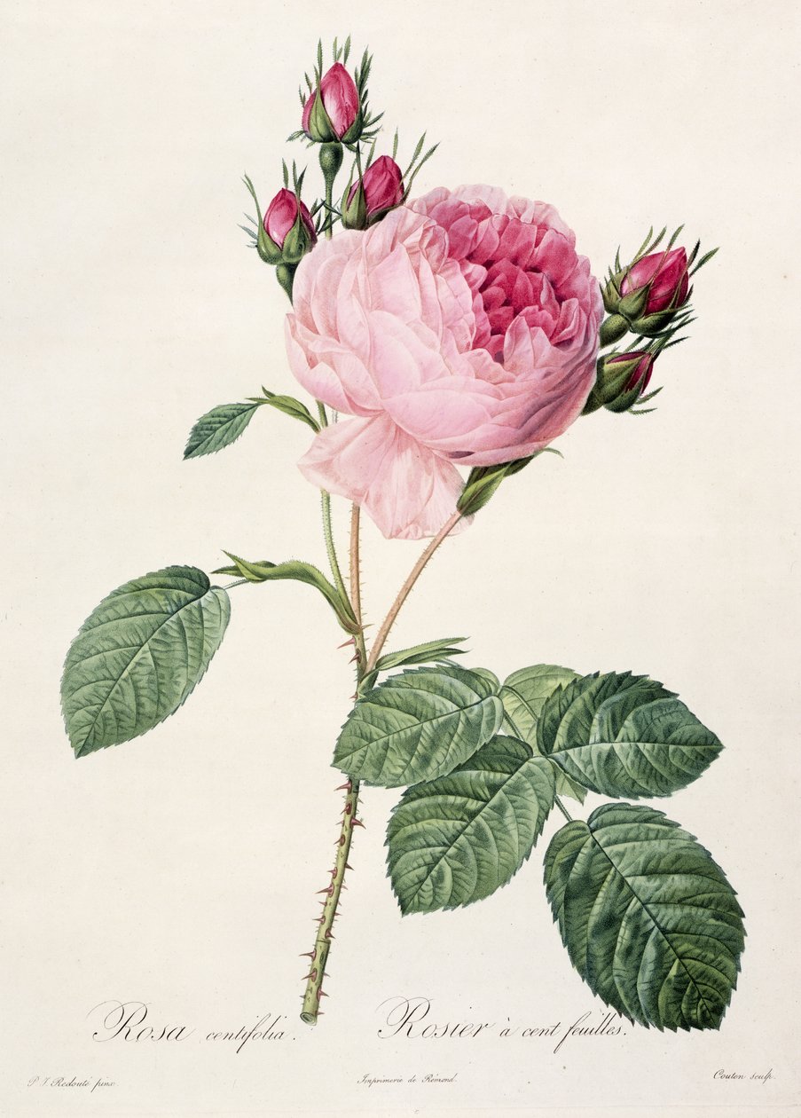 Rosa Centifolia, fra 