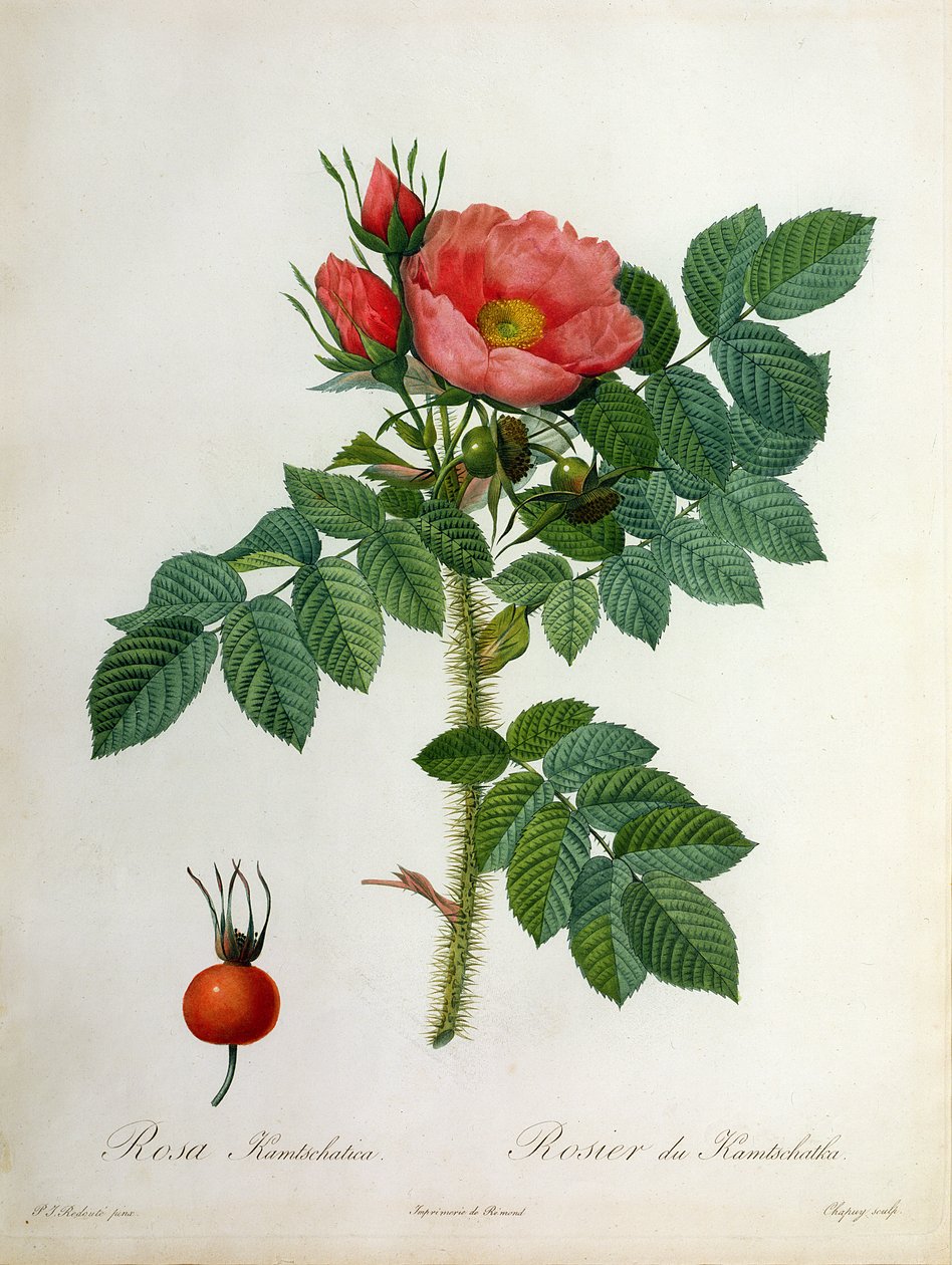 Rosa Kamtschatica, gravert av Chapuy, utgitt av Remond av Pierre Joseph Redouté