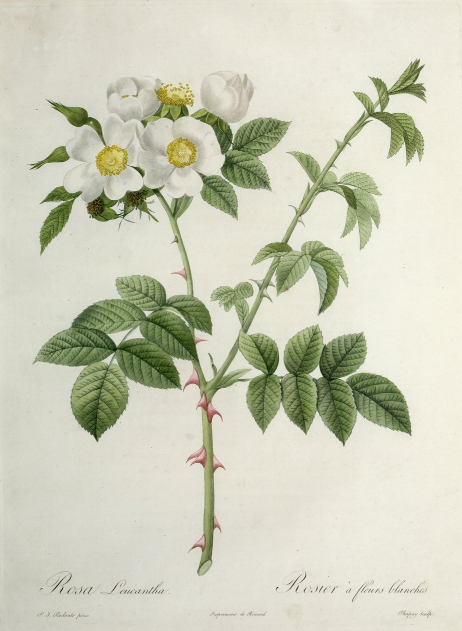 Rosa Leucantha, gravert av Chapuy, utgitt av Remond av Pierre Joseph Redouté