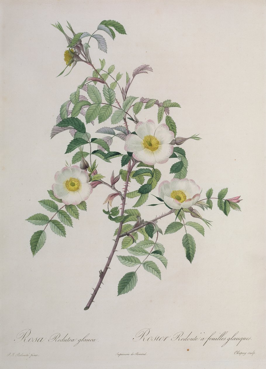 Rosa Redutea glauca, gravert av Chapuy, utgitt av Remond av Pierre Joseph Redouté