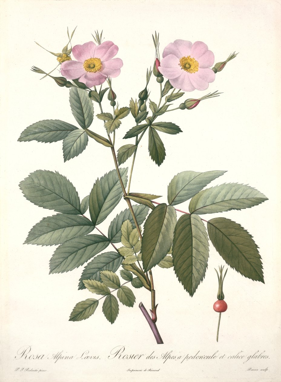 Rosa alpina laevis, gravert av Bessin, fra 