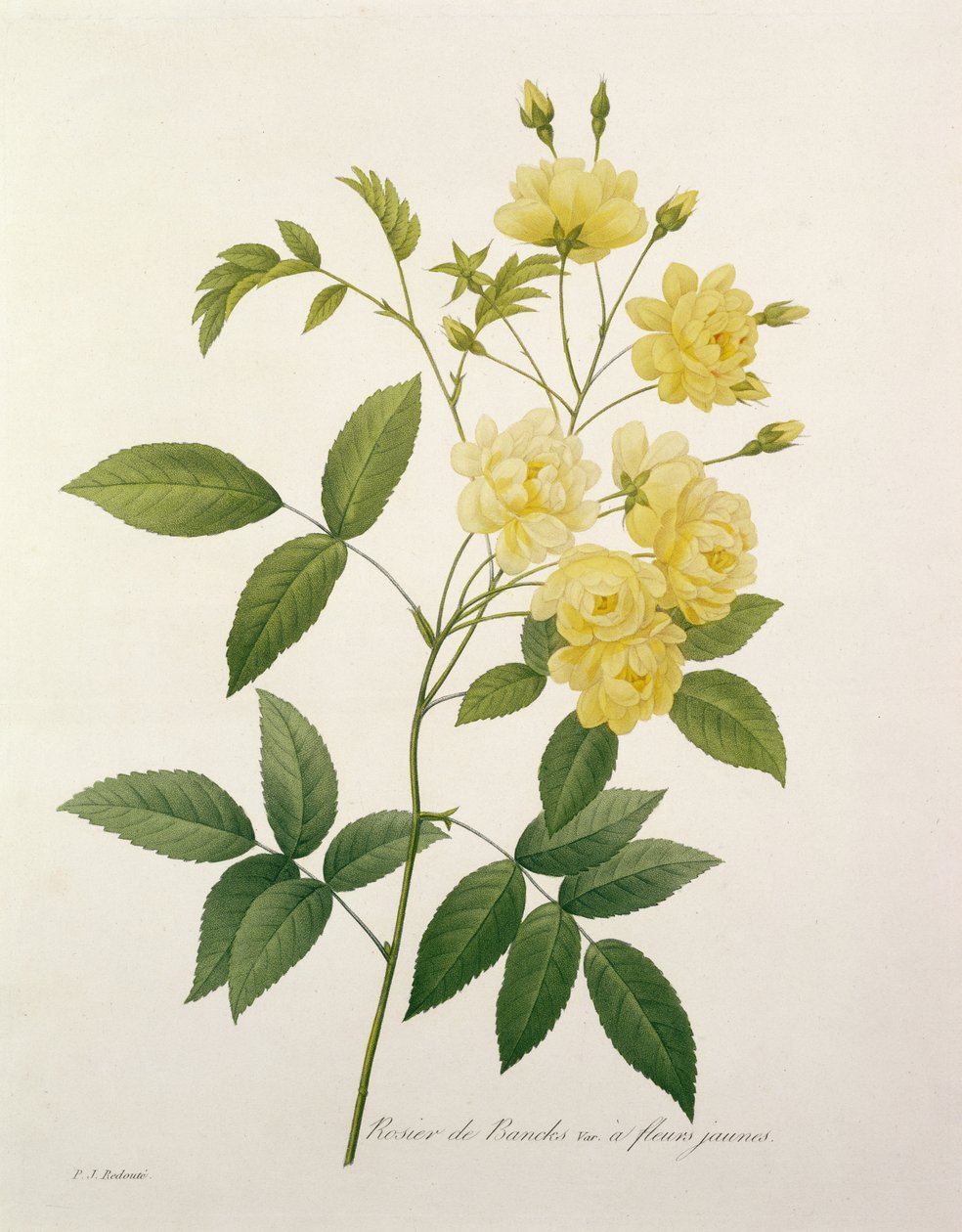 Rosa banksiae (Banks rose), fra 'Choice of the Most Beautiful Flowers', 1827 av Pierre Joseph Redouté