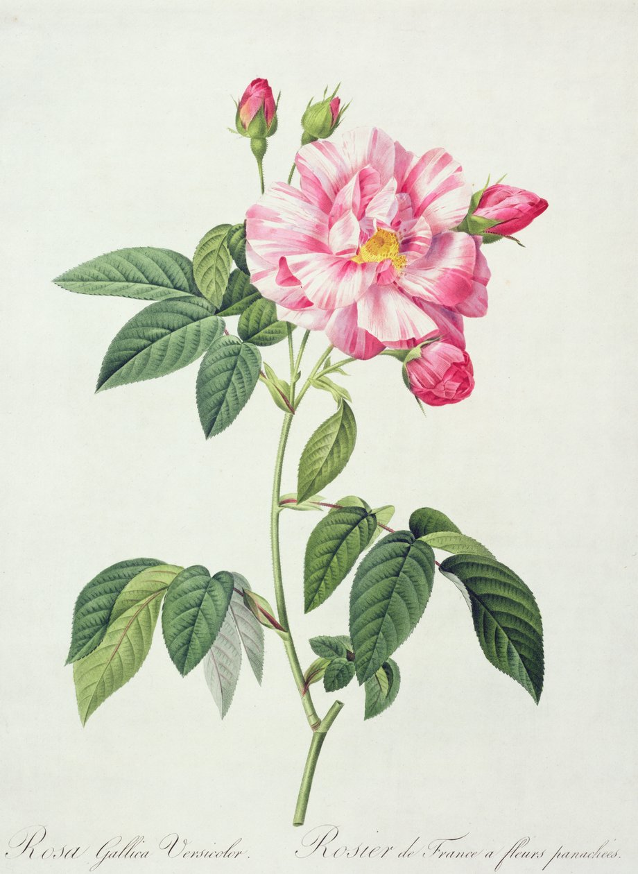 Rosa gallica versicolor (fransk rose), gravert av Langlois, fra 