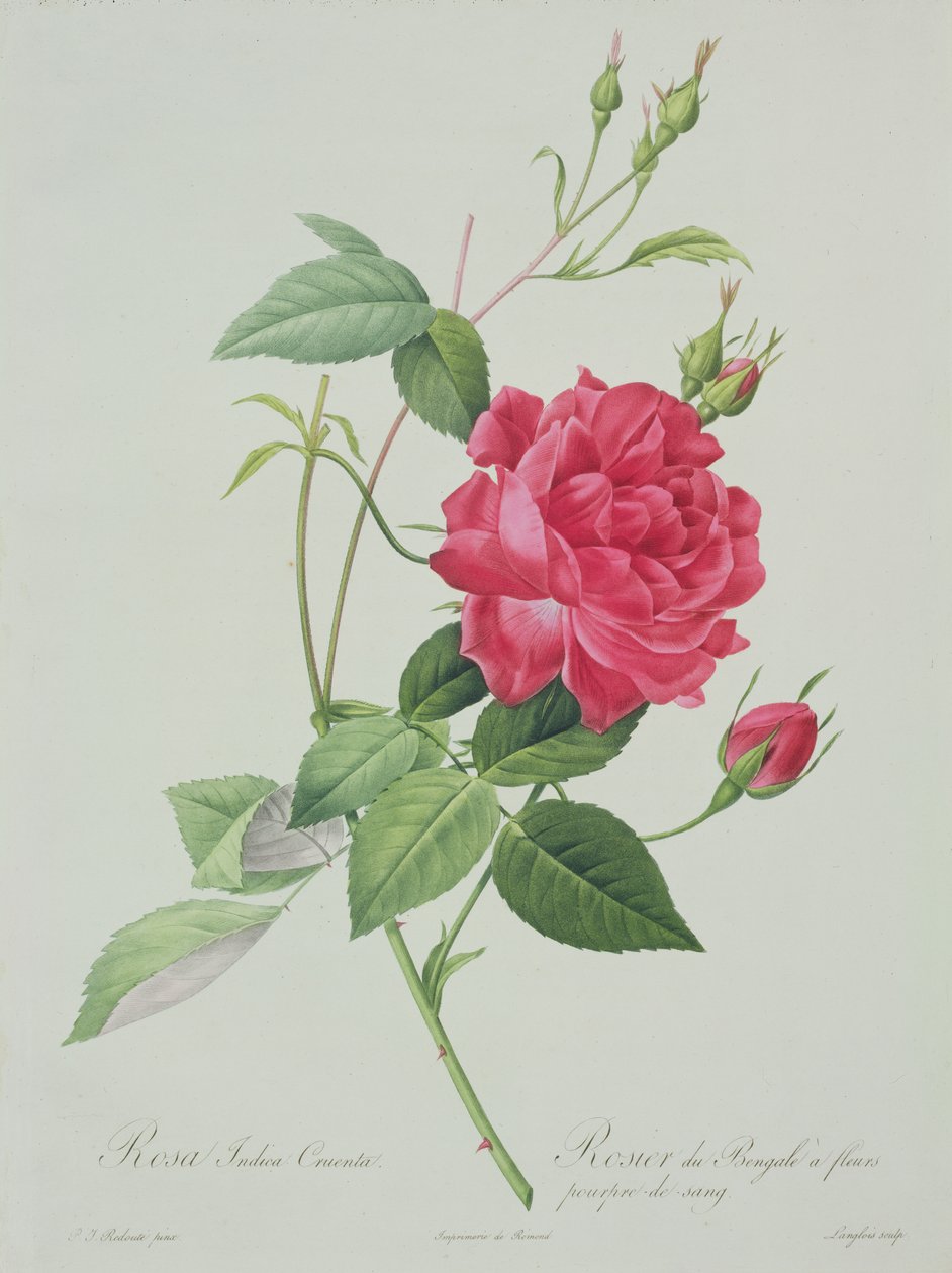 Rosa indica cruenta (blodrød bengalrose), gravert av Langlois, fra 