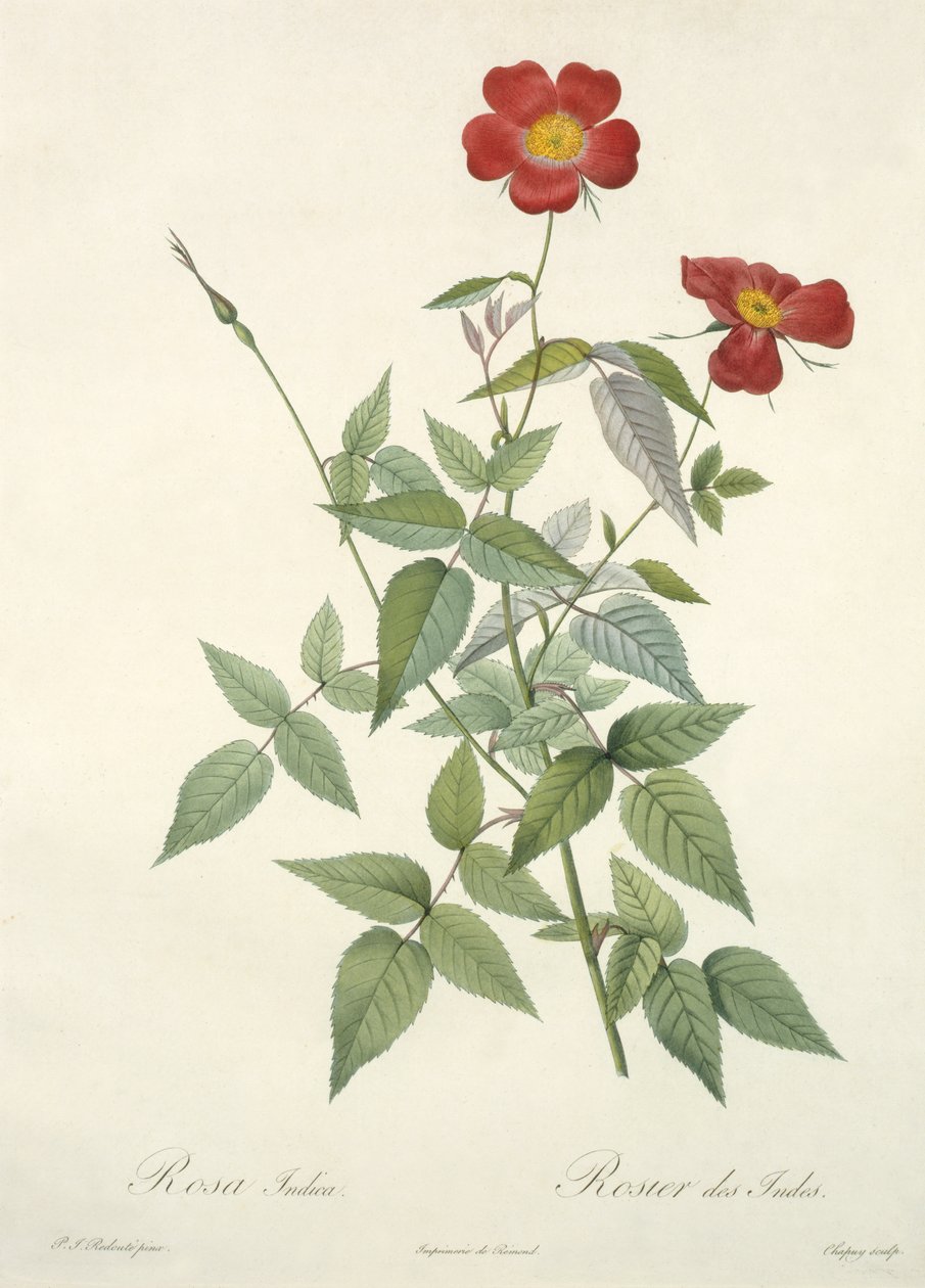 Rosa indica, gravert av Chapuy, fra 