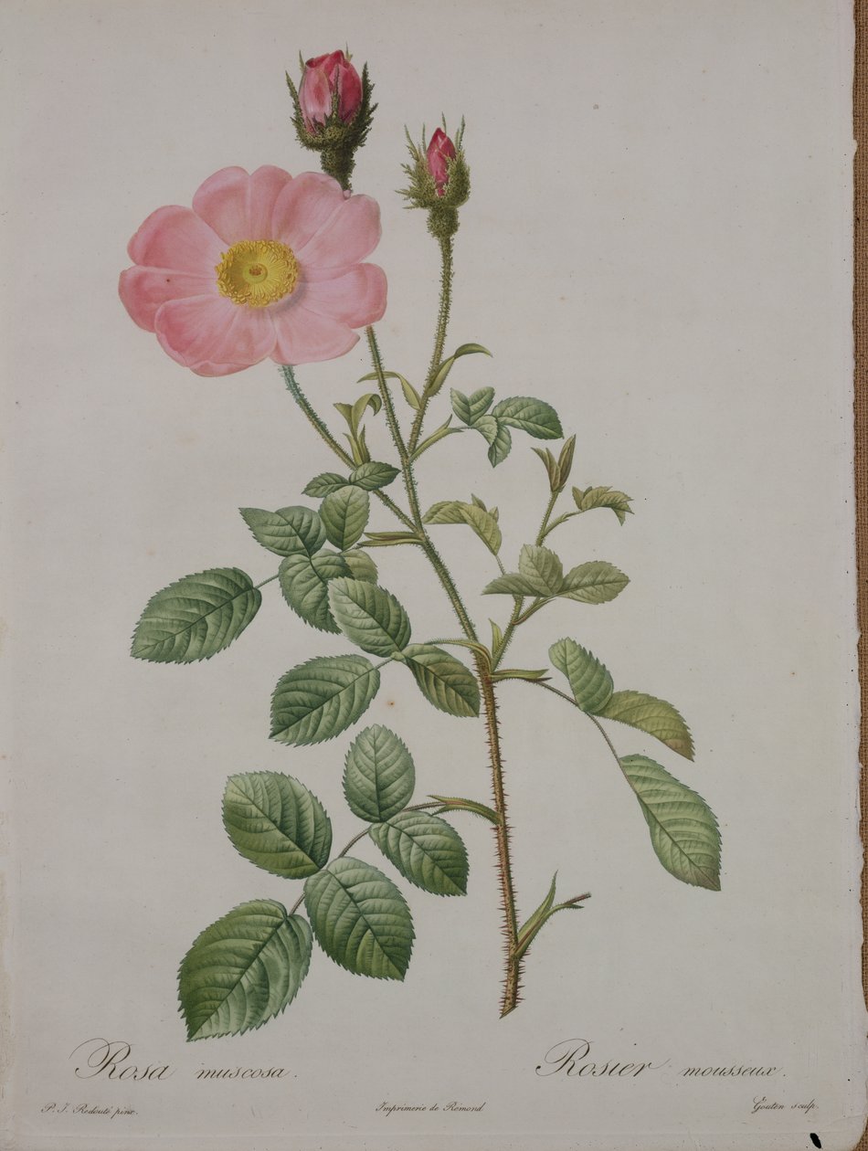 Rosa muscosa (moserose), gravert av Gouten, fra 