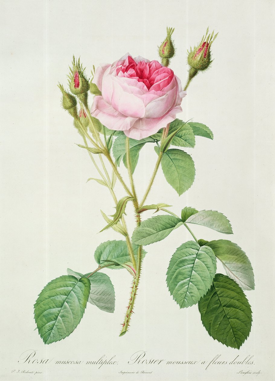 Rosa muscosa multiplex (dobbel moserose), gravert av Langlois, fra 