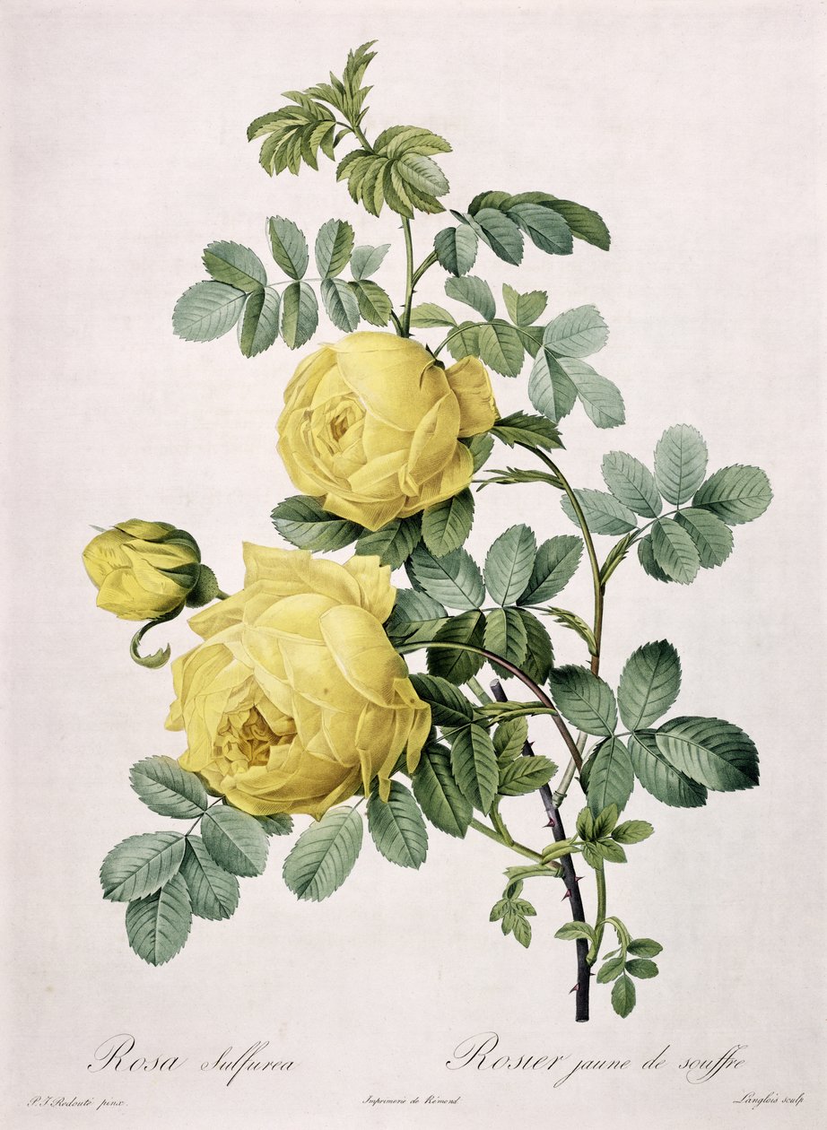 Rosa sulfurea, gravert av Langlois, fra 