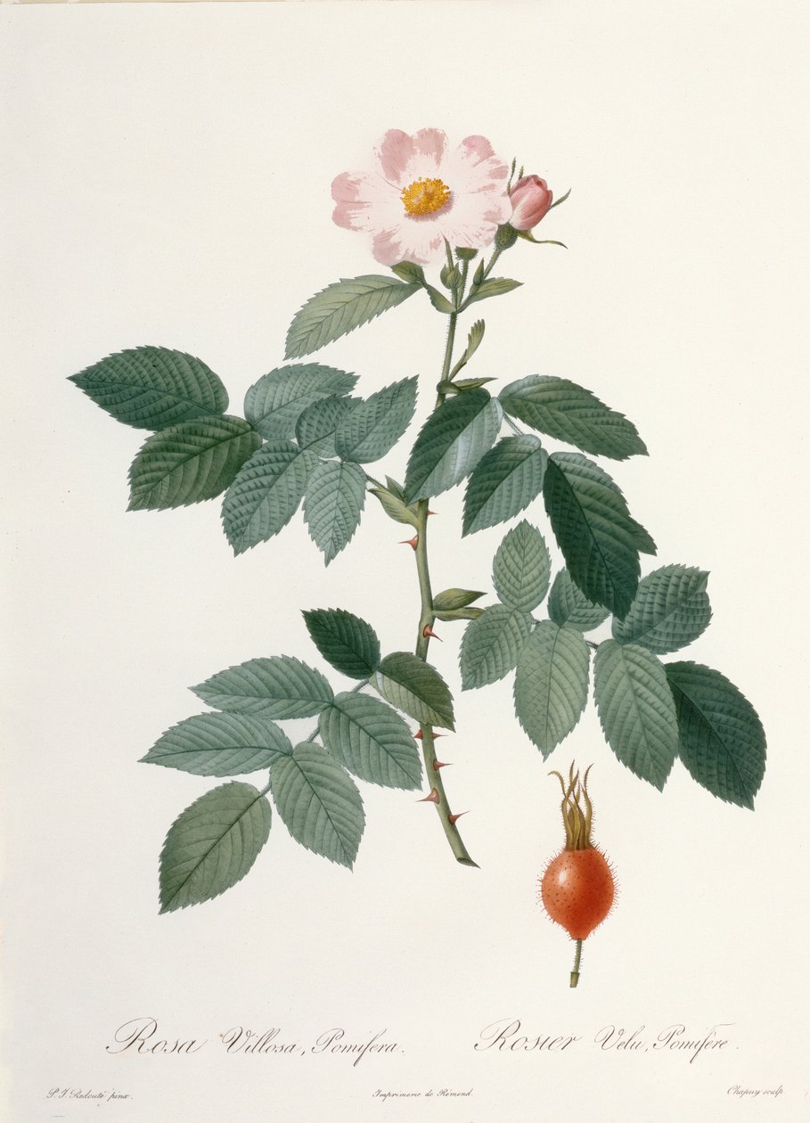 Rosa villosa, pomifera (eplerose), gravert av Chapuy, fra 