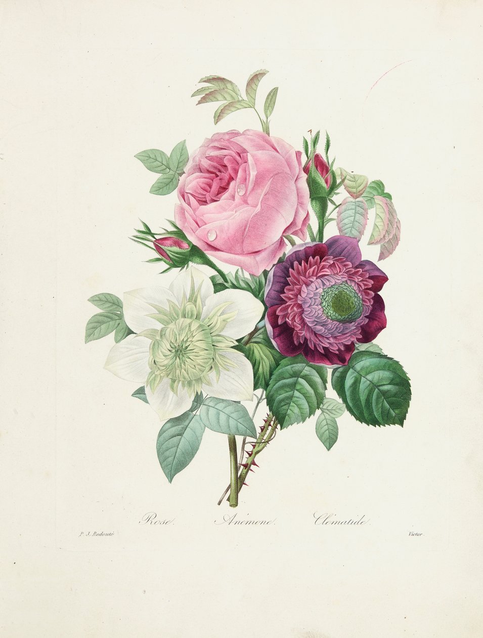 Rose, Anemone og Clematis, gravert av Victor, fra 