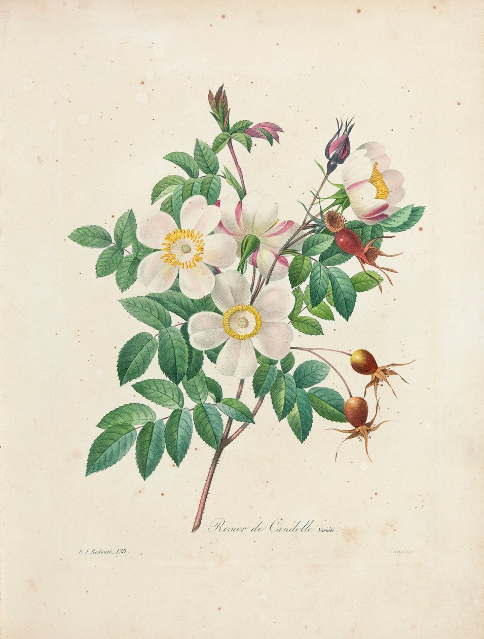 Rosier de Candolle, fra "Valg av de vakreste blomstene og de vakreste fruktene", Vol. I, 1827-33 av Pierre Joseph Redouté