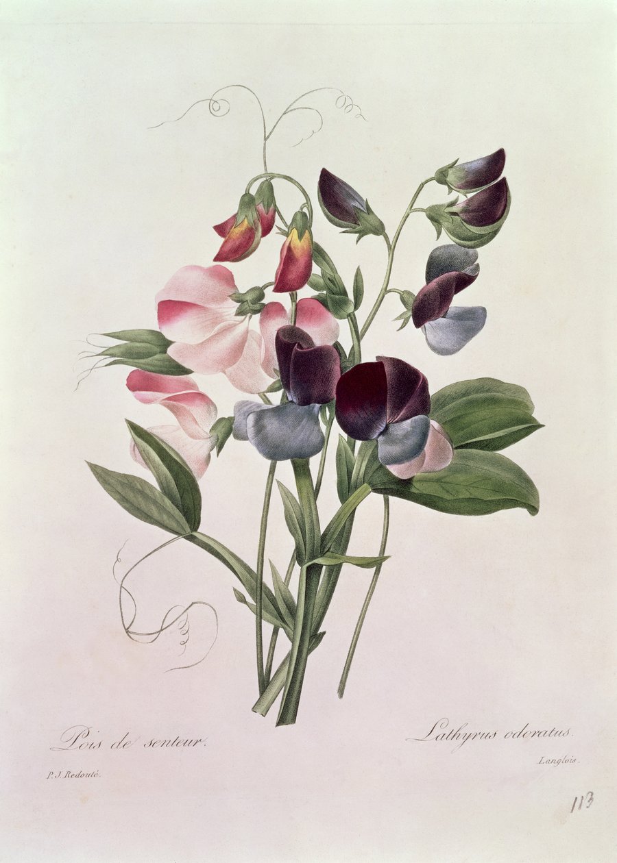 Søte erter (Lathyrus odoratur) gravert av Langlois, fra 